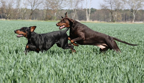Baronesse & Keks beim Toben über die Felder 2010 Baronesse & Keks beim Toben über die Felder 2010