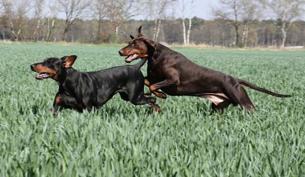 Baronesse & Keks beim Toben über die Felder 2010