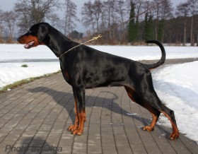 Baronesse Beatrice von der Rotbuche 2. Jan. 2011 Baronesse Beatrice von der Rotbuche 2. Jan. 2011