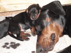Sweet dreams mit Mama; auch kleine Jungs wolln kuscheln Sweet dreams mit Mama; auch kleine Jungs wolln kuscheln